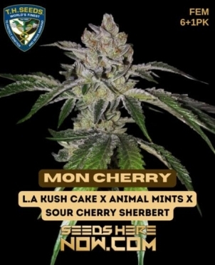 Mon Cherry Bonus Pack (Feminized) (space) T.H. Seeds