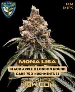 Mona Lisa Bonus Pack (Feminized) (space) T.H. Seeds