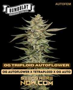 OG Triploid Auto (Autoflower) (space) Humboldt Seed Company