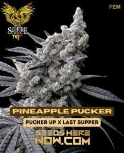Pineapple Pucker (Feminized) (space) Solfire Gardens