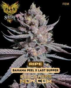 Ripe (Feminized) (space) Solfire Gardens