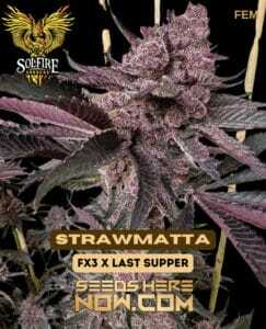 Strawmatta (Feminized) (space) Solfire Gardens