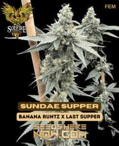 Sundae Supper (Feminized) (space) Solfire Gardens