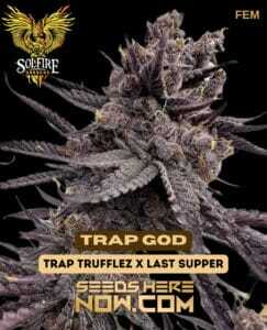 Trap God (Feminized) (space) Solfire Gardens