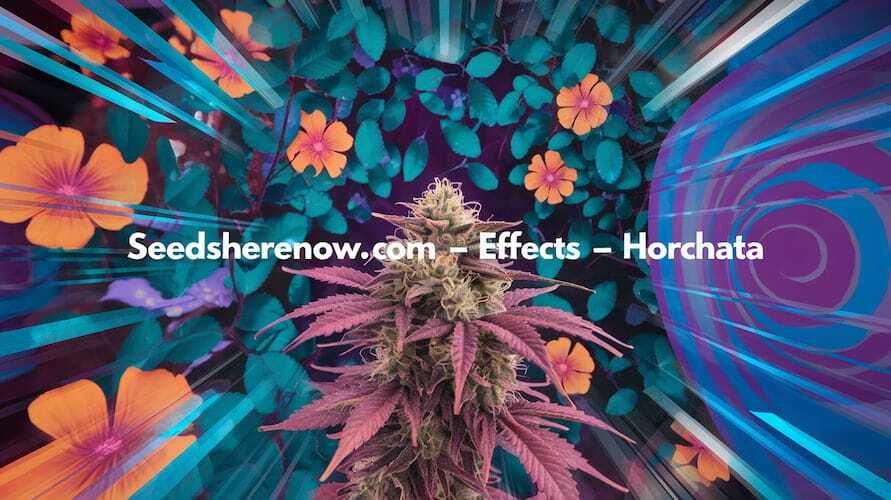 Horchata strain effects