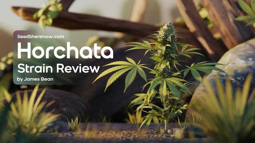 Horchata Strain Review: An In(Space)Depth Guide – Horchata Strain Review: An In(space)Depth Guide