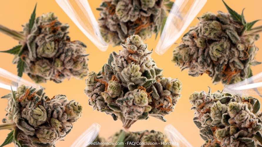 Horchata strain