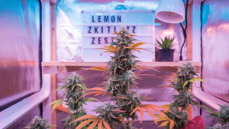 Lemon Zkittlez Zest strain