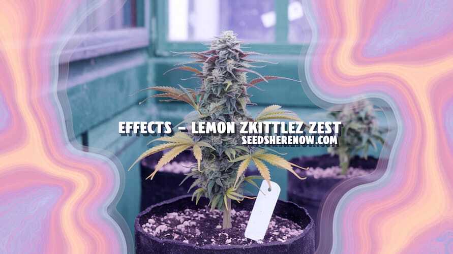 Lemon Zkittlez Zest strain effects