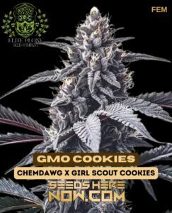GMO Cookies S1 (Feminized) (space) Elite Clone Seed Company