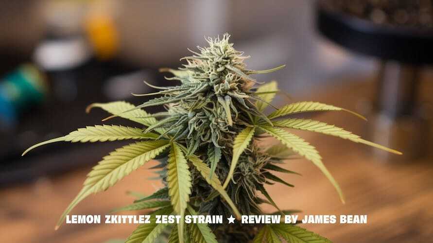 Lemon Zkittlez Zest Strain Review And Information – Lemon Zkittlez Zest Strain Review and Information