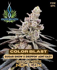 Color Blast (Feminized) (space) Exotic Genetix