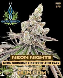 Neon Nights (Feminized) (space) Exotic Genetix