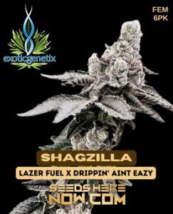 Shagzilla (Feminized) (space) Exotic Genetix
