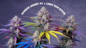 Rainbow Sherbet #11 X Candy Rain Strain Review – Rainbow Sherbet #11 x Candy Rain Strain Review