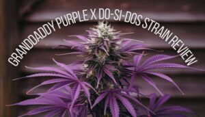 Granddaddy Purple X Do(Space)Si(Space)Dos Strain Review – Granddaddy Purple x Do(space)Si(space)Dos strain review