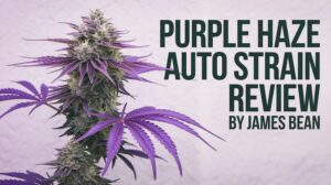 Purple Haze Auto Strain Review And Information – Purple Haze Auto strain review
