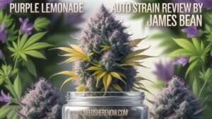 Purple Lemonade Auto Strain Review And Information – Purple Lemonade Auto strain review