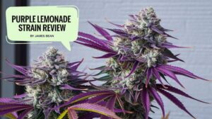 Purple Lemonade Strain Review And Information – Purple Lemonade strain review