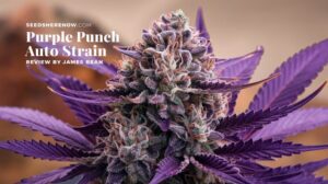 Purple Punch Auto Strain Review And Information – Purple Punch Auto strain review