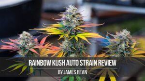 Rainbow Kush Auto Strain Review And Information – Rainbow Kush Auto strain review