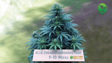 Mature Blue Dream cannabis plant in full flower with a sign showing “9–10 Weeks” and the Seeds Here Now logo in the frame.