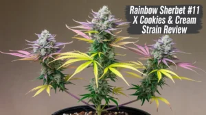 Rainbow Sherbet #11 X Cookies &Amp; Cream Strain – Rainbow Sherbet 11 x Cookies & Cream Strain Review