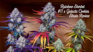 Rainbow Sherbet #11 X Galactic Cookies Strain Review – Rainbow Sherbet #11 x Galactic Cookies strain review