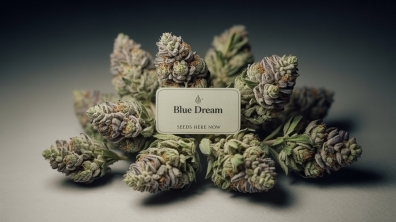 How to grow Blue Dream