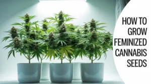 How to grow feminized cannabis seeds
