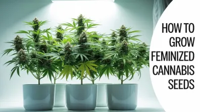 How to grow feminized cannabis seeds