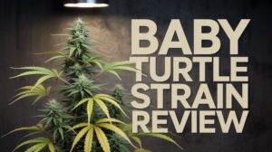 Baby Turtle Strain Review: A Slow Burn Of Pure Gas – Baby Turtle strain review