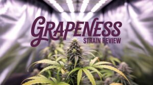 Grapeness Strain Review: A Euphoric Indica Hybrid – Grapeness Strain Review