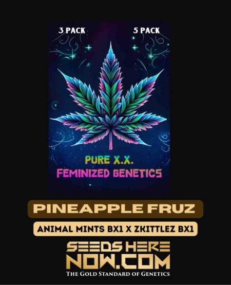 Pineapple Fruz S1 (feminized) - Pure Xx